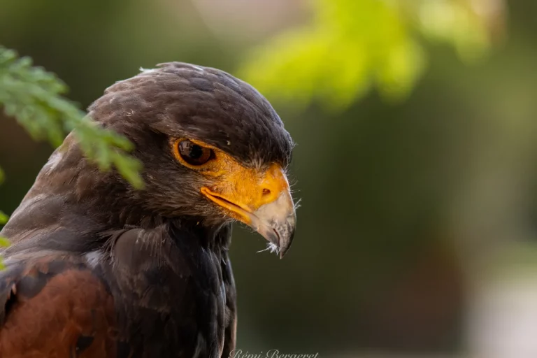 Oiseau par SOS effarouchement