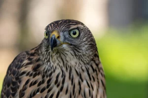 Oiseau par SOS effarouchement