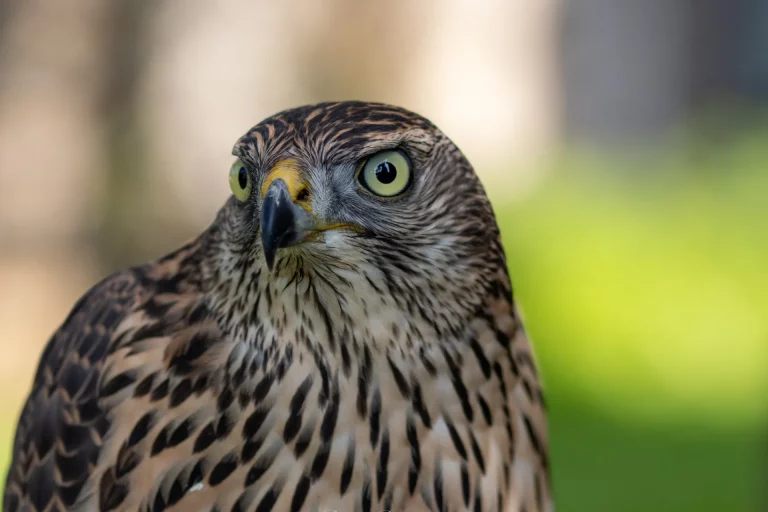 Oiseau par SOS effarouchement