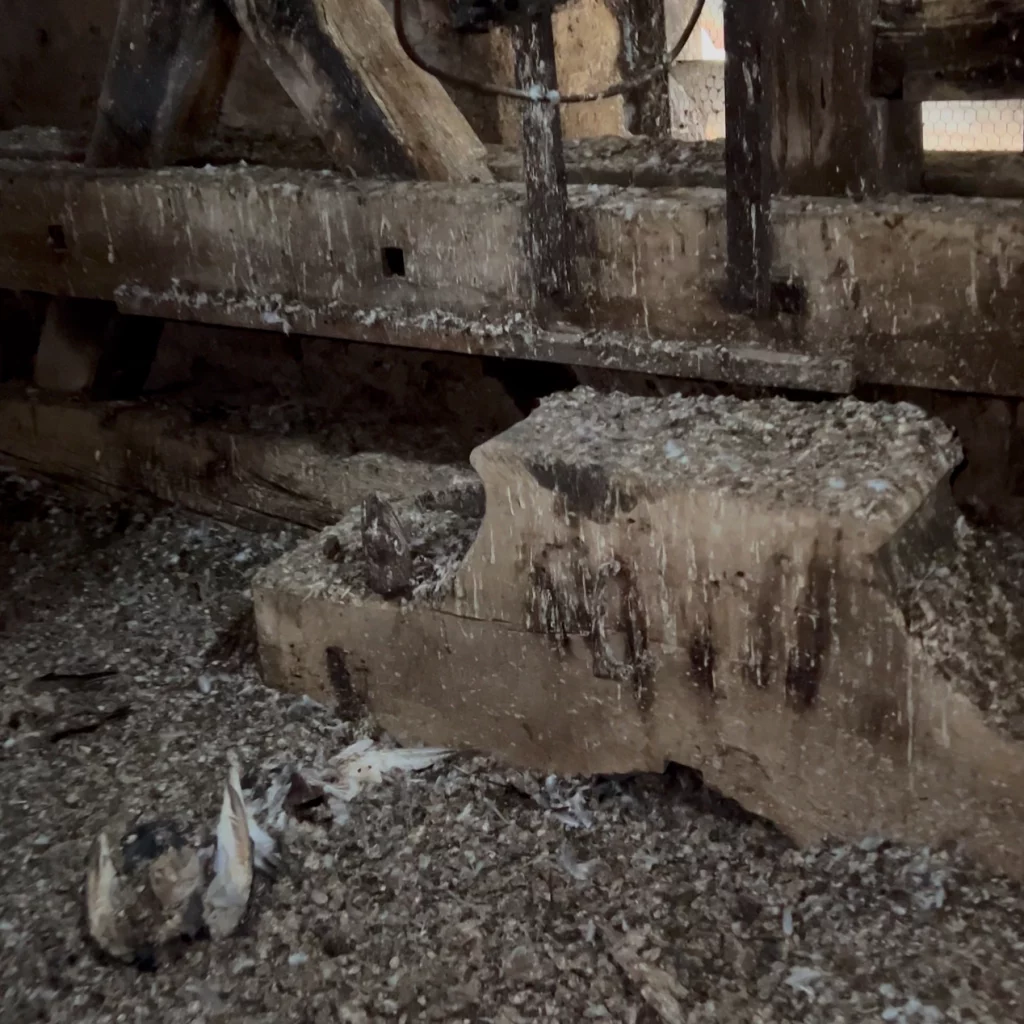 Dépigeonnage à Talmay