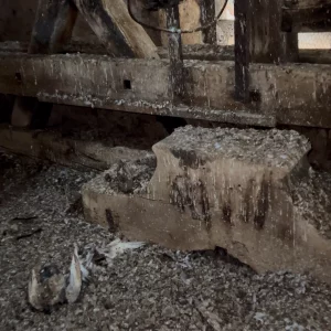 Dépigeonnage à Talmay