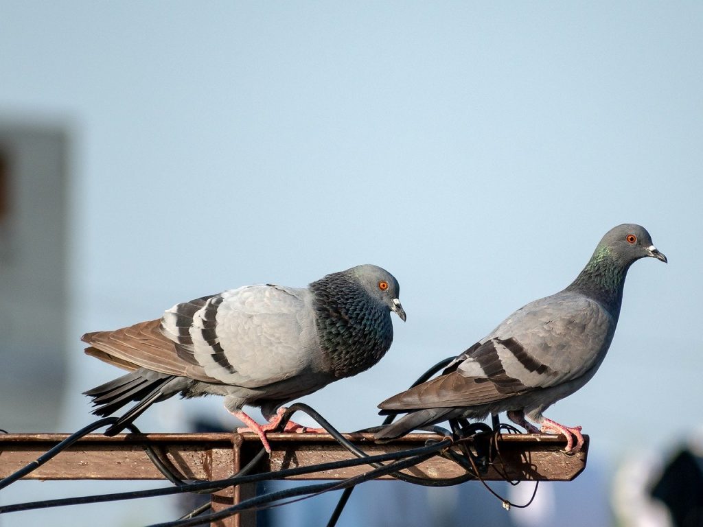 birds, nature, pigeon