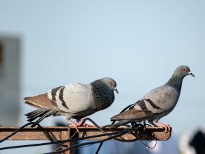 birds, nature, pigeon