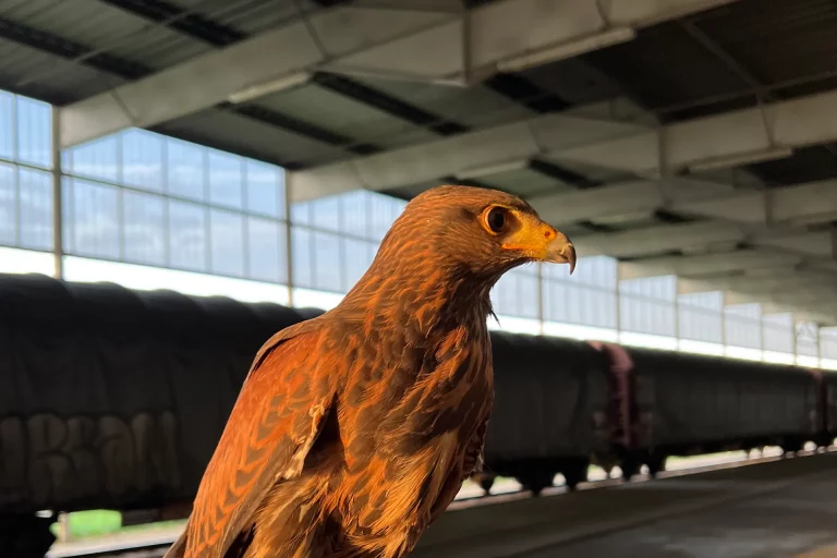 Oiseau par SOS effarouchement