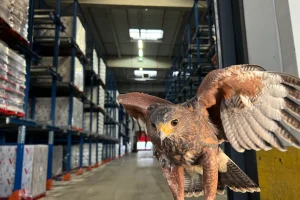 Oiseau par SOS effarouchement