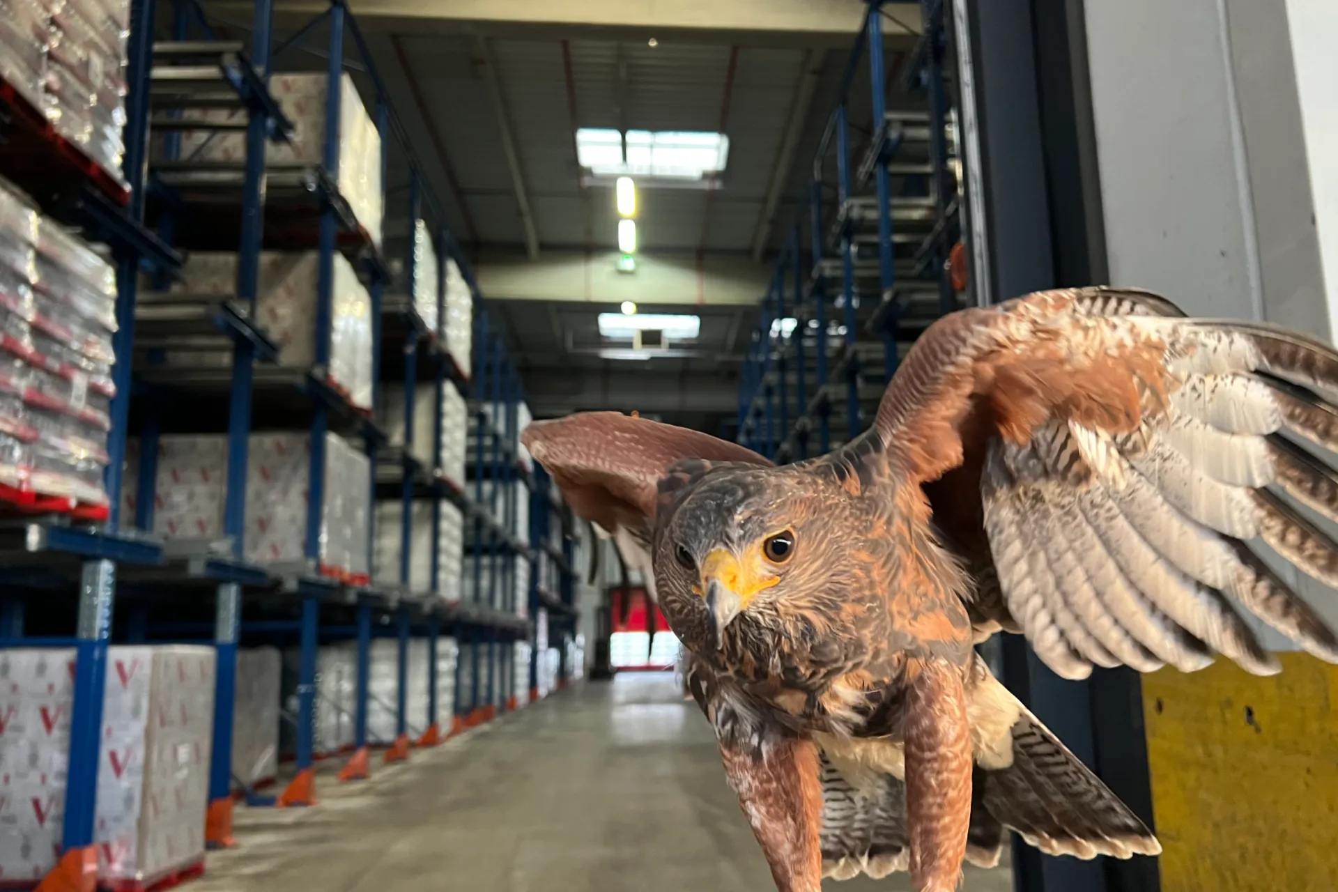 Oiseau par SOS effarouchement