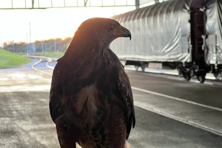 Oiseau par SOS effarouchement