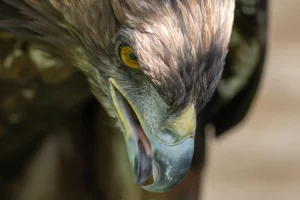 Oiseau par SOS effarouchement