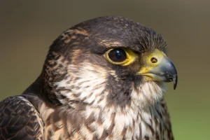Oiseau par SOS effarouchement