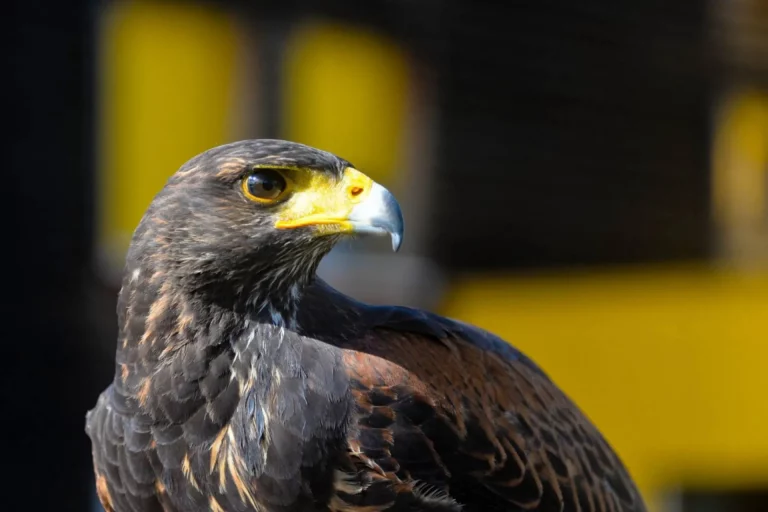 Oiseau par SOS effarouchement