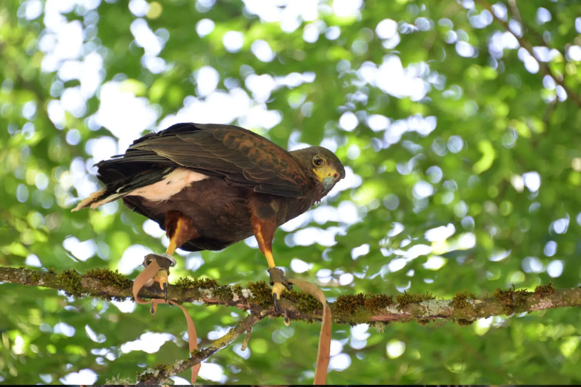 Oiseau par SOS effarouchement