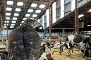 Oiseau par SOS effarouchement