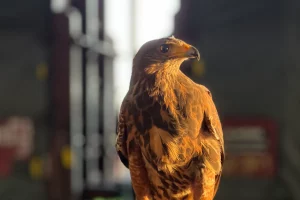 Oiseau par SOS effarouchement